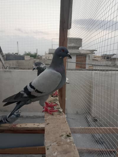 Recer kabootar