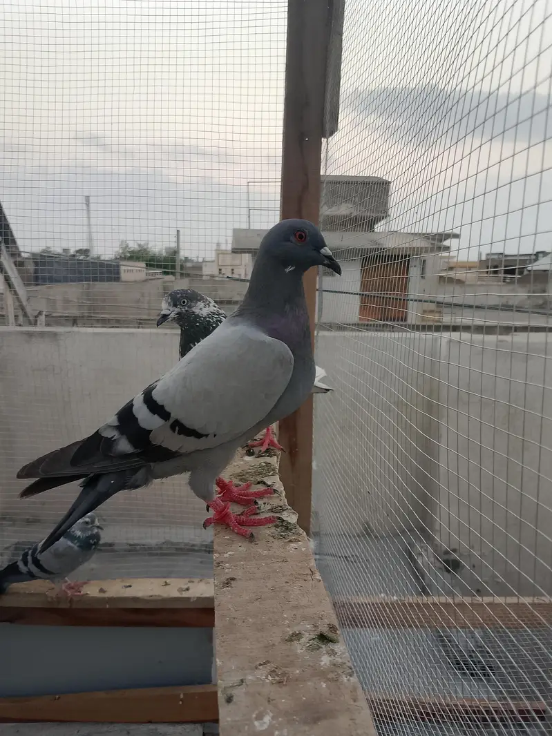 Recer kabootar — photo 2