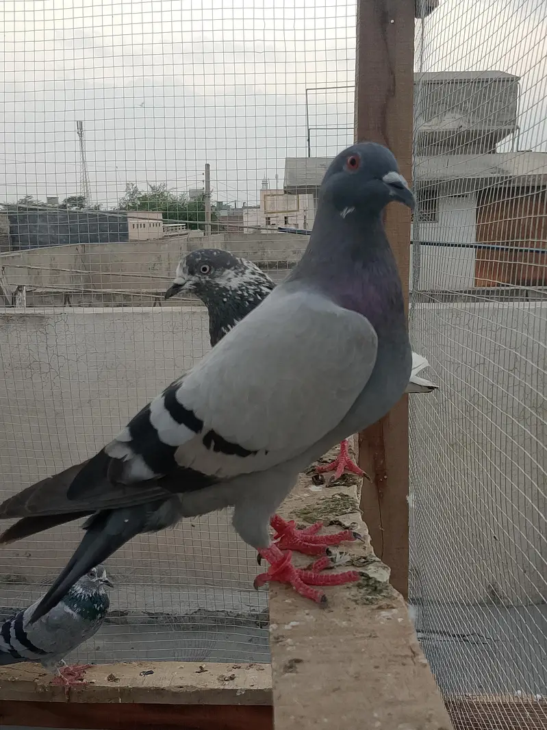 Recer kabootar — photo 3
