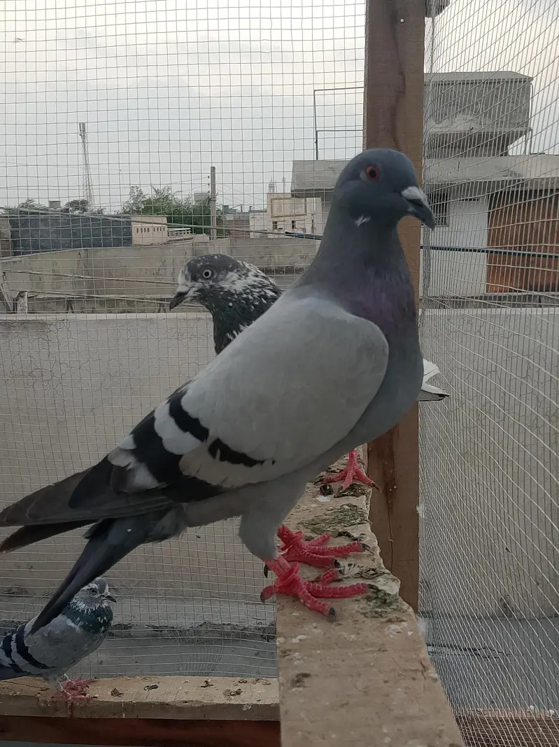 Recer kabootar — photo 4