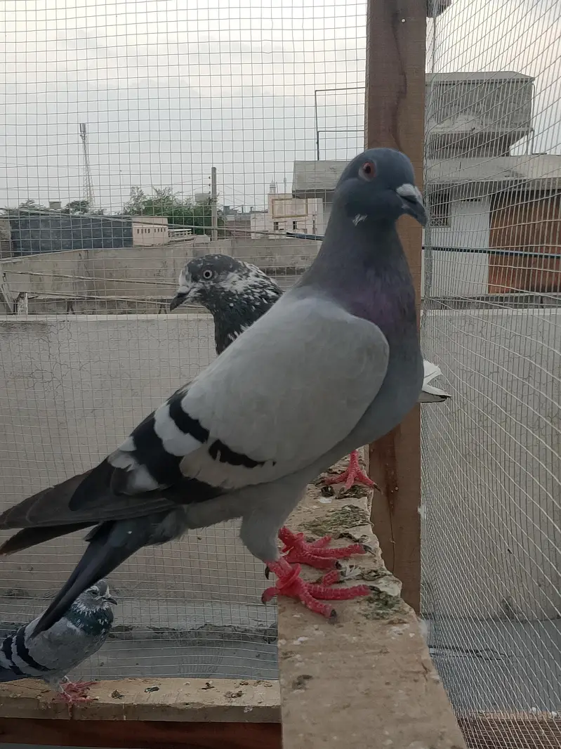 Recer kabootar — photo 5