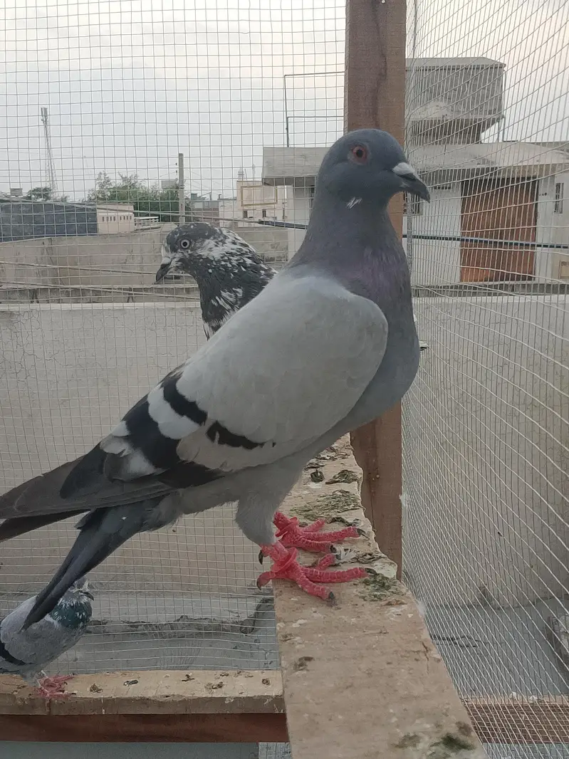 Recer kabootar — photo 6