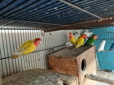 Love birds