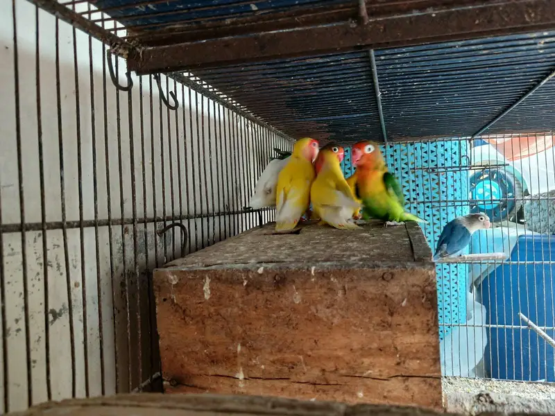 Love birds — photo 2