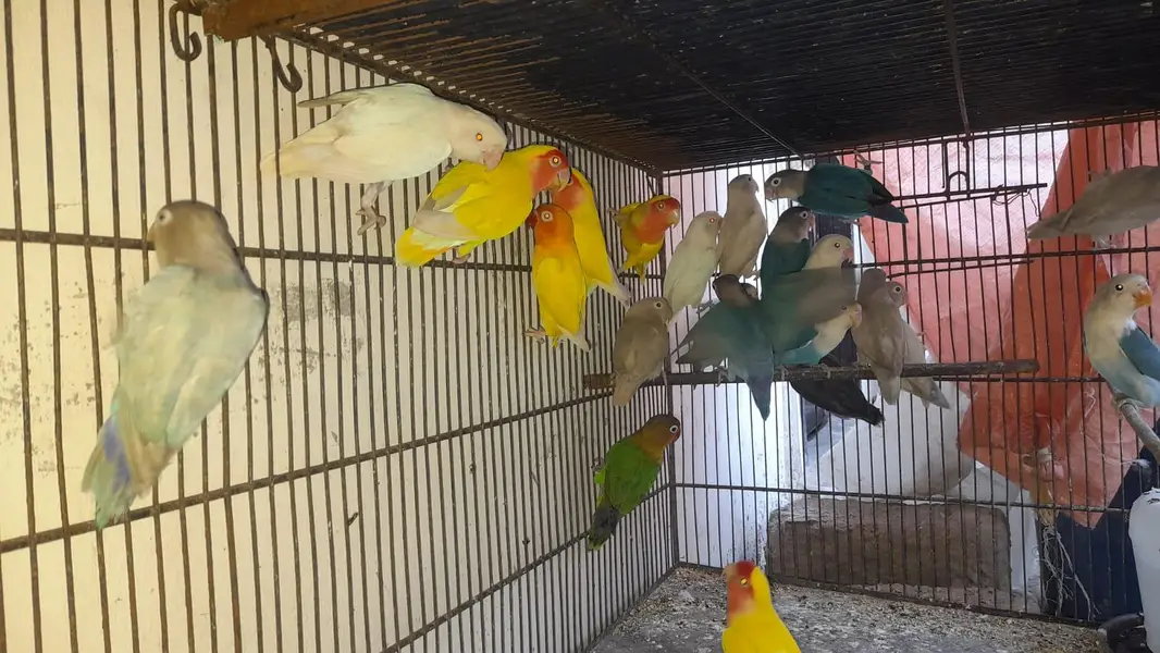 Love birds — photo 3