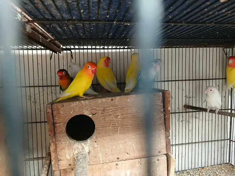 Love birds — photo 5