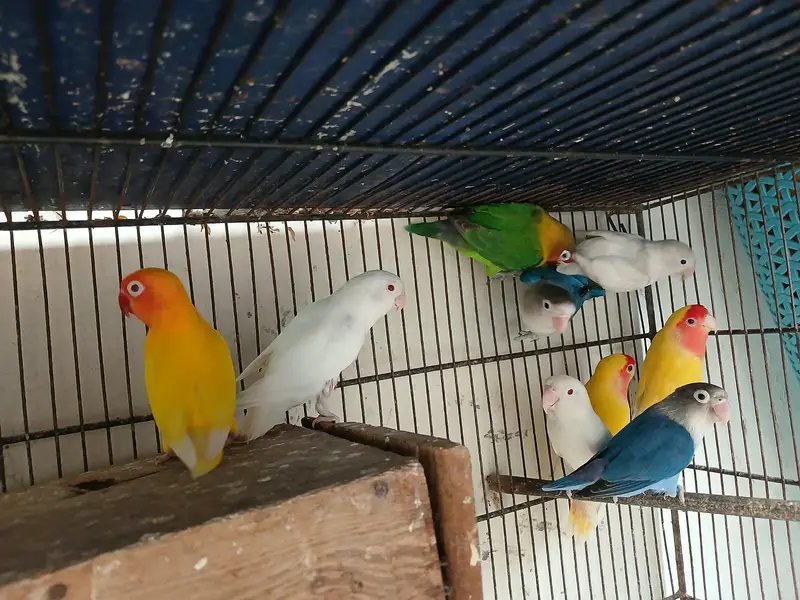 Love birds — photo 6
