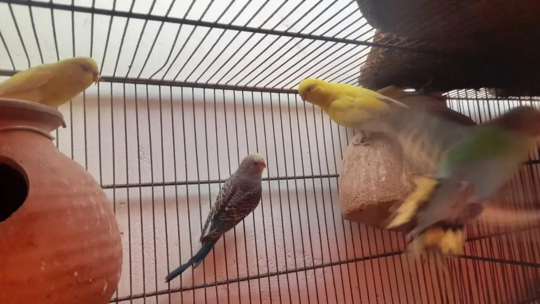 Love birds — photo 9