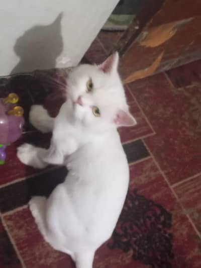 cat for sale!!!