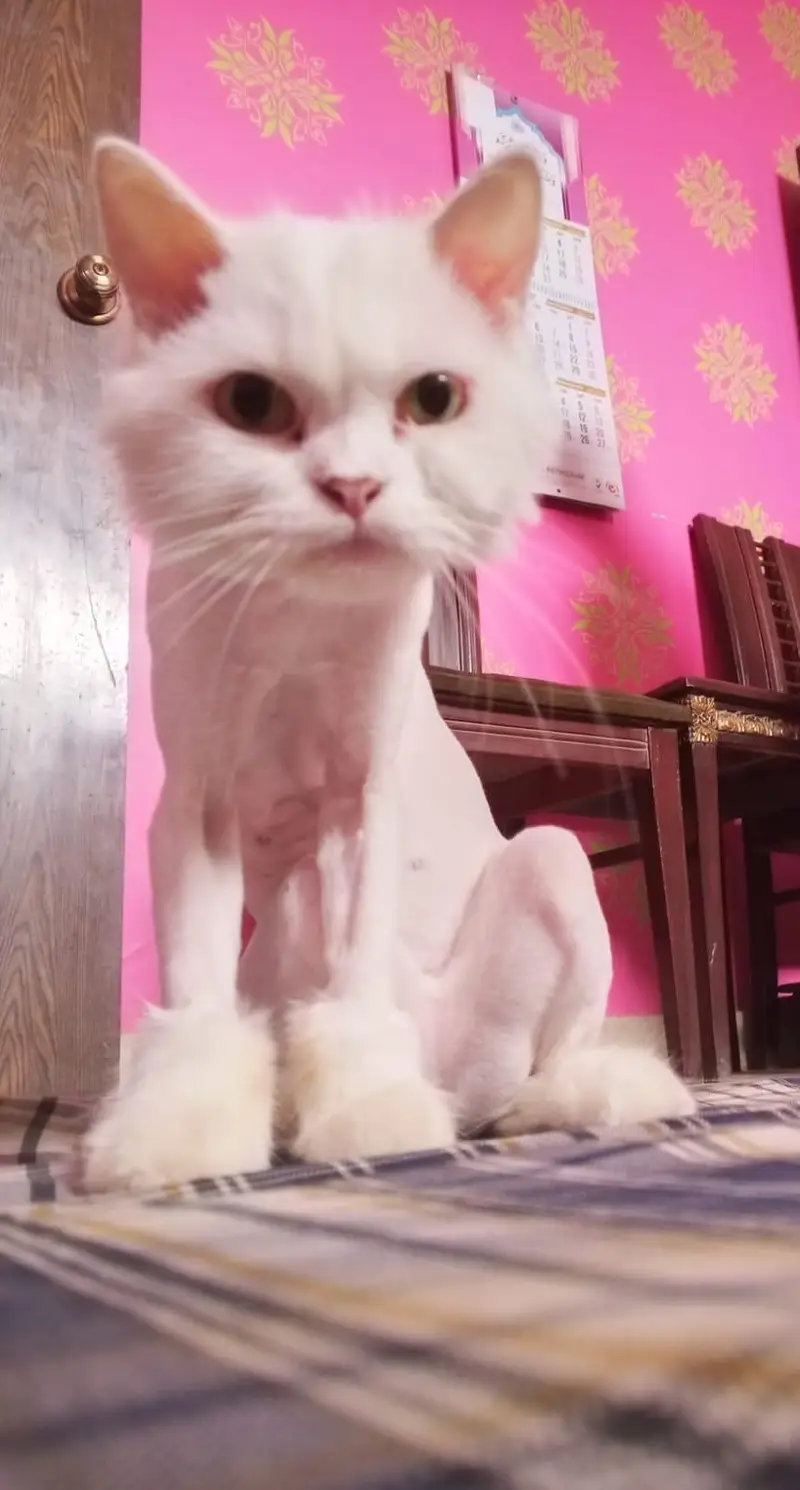cat for sale!!! — photo 2