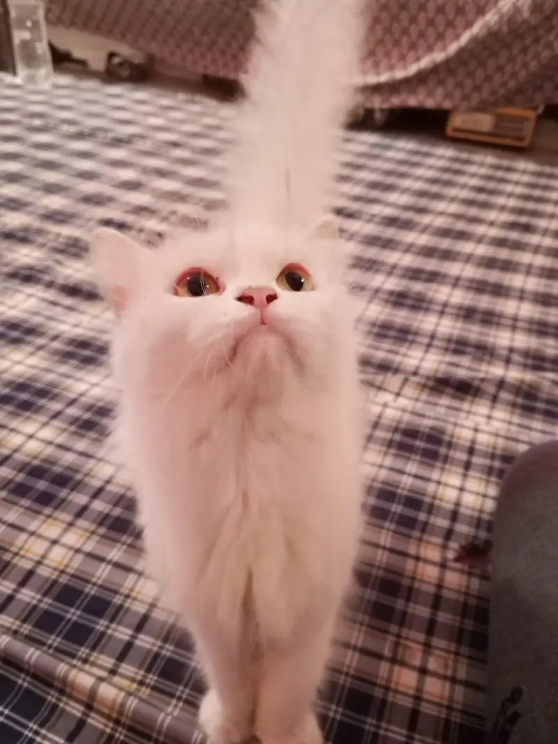 cat for sale!!! — photo 3