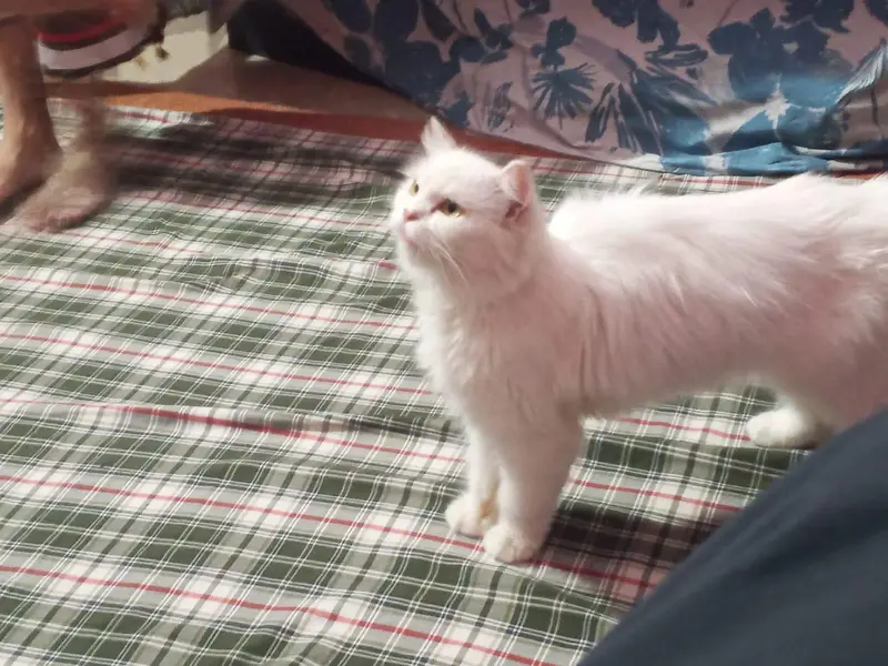 cat for sale!!! — photo 4