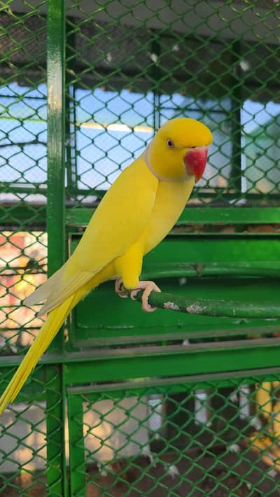 yellow parrot male