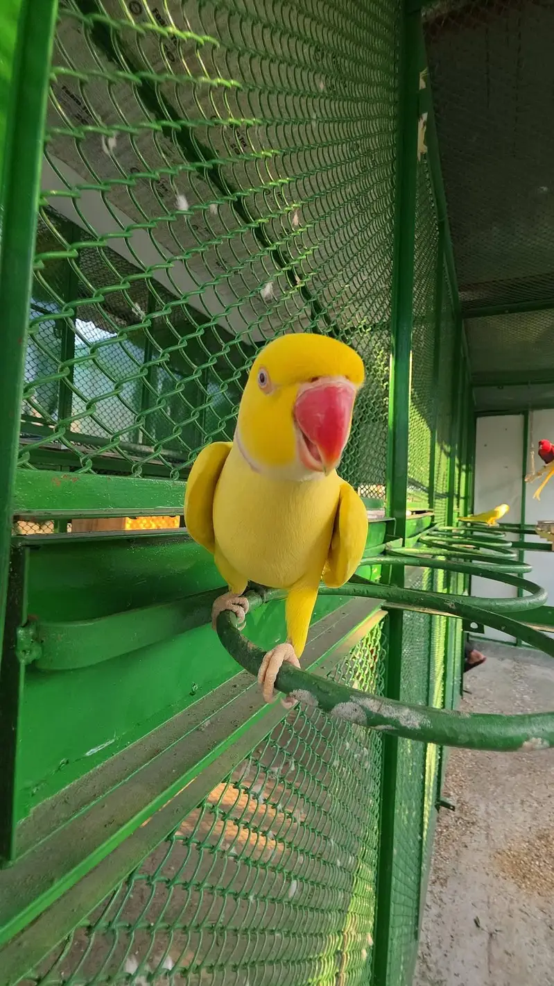 yellow parrot male — photo 2