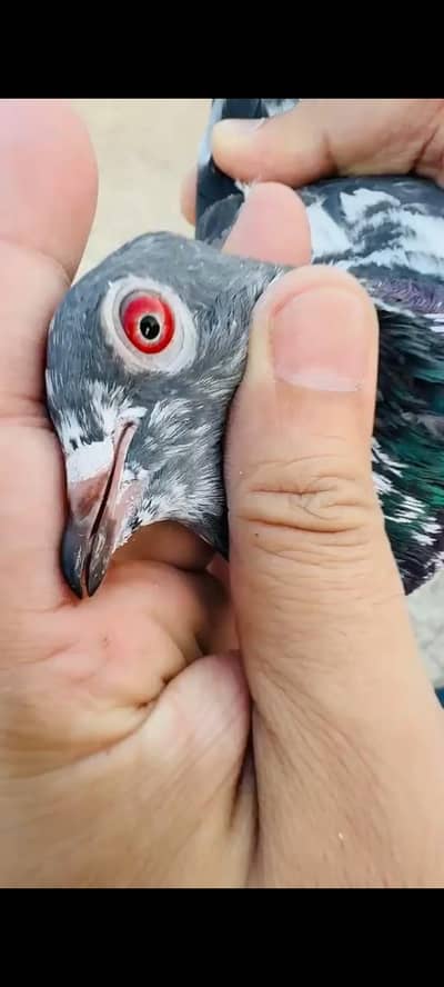 breeder dubwalay,slayti and other available