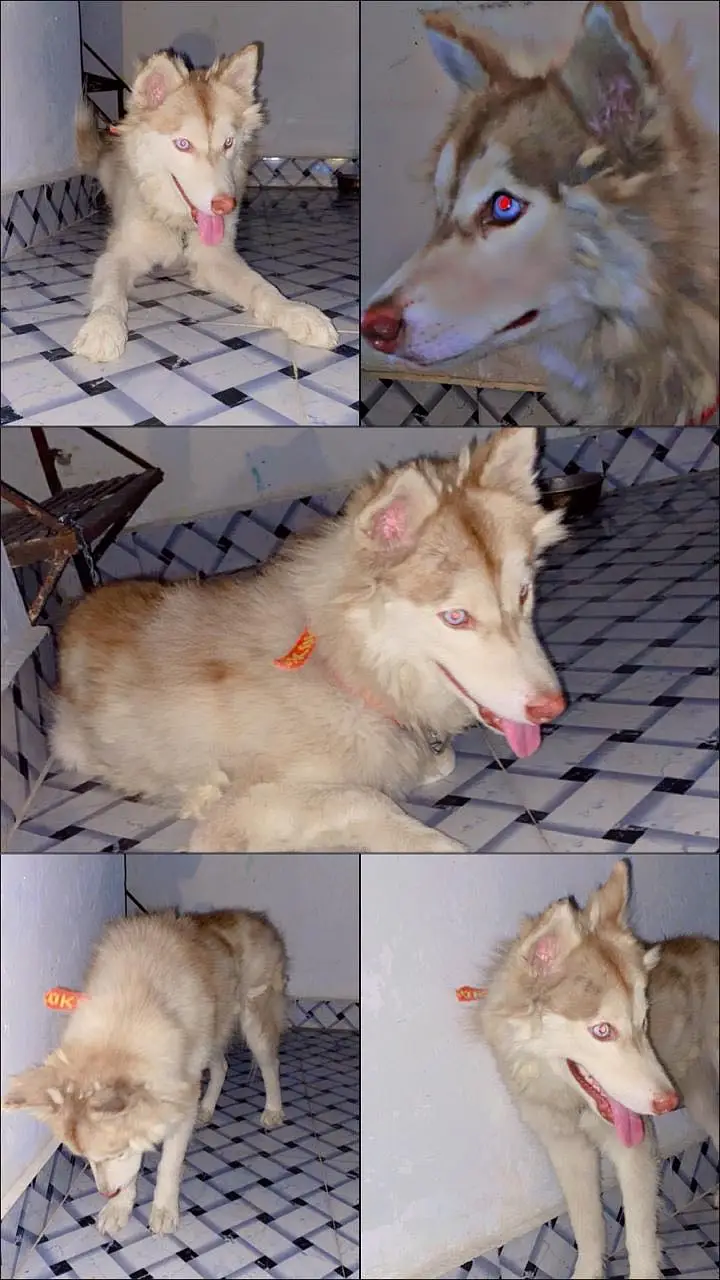 Siberian Husky Male Pup — photo 2