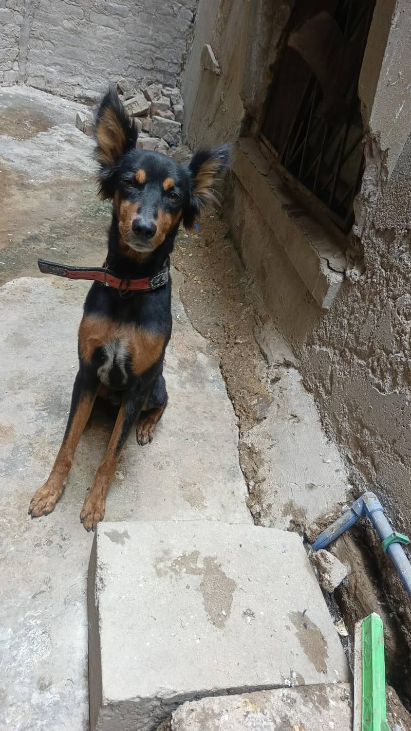 Doberman, cross 0