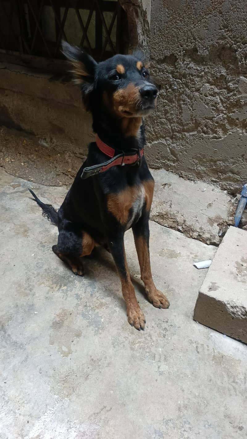 Doberman, cross 1