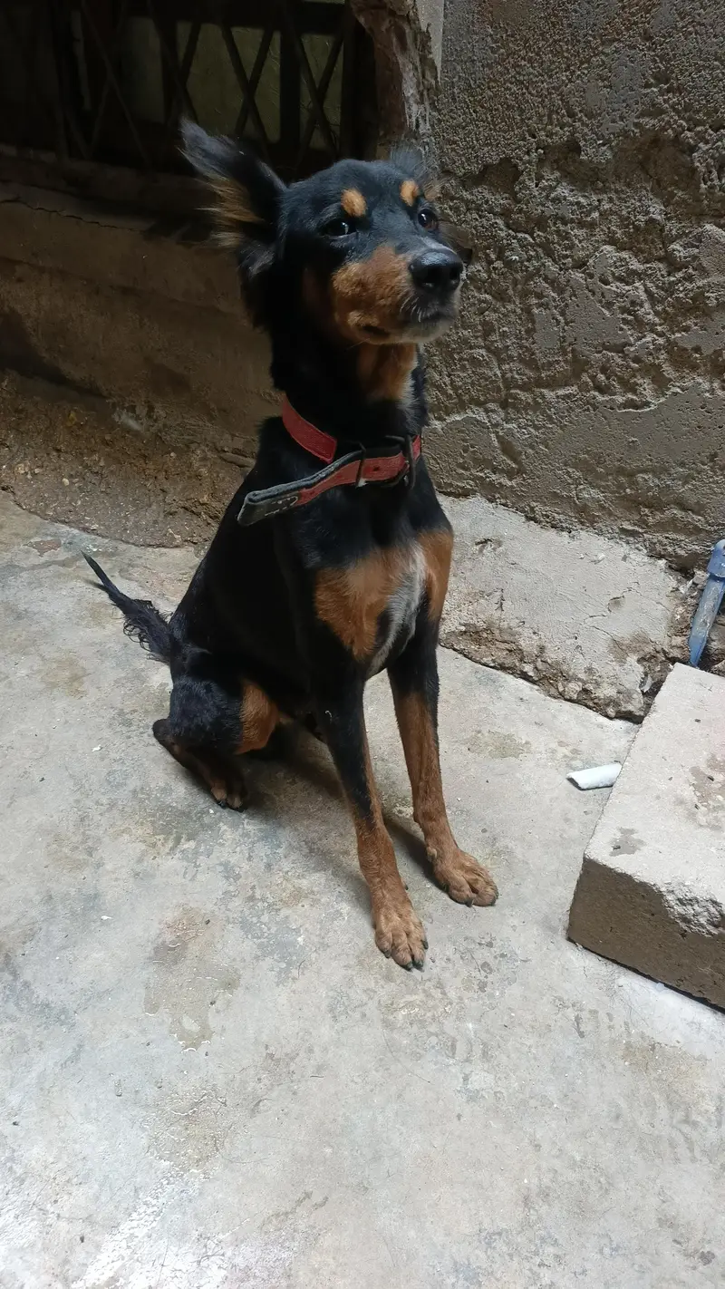 Doberman, cross — photo 2