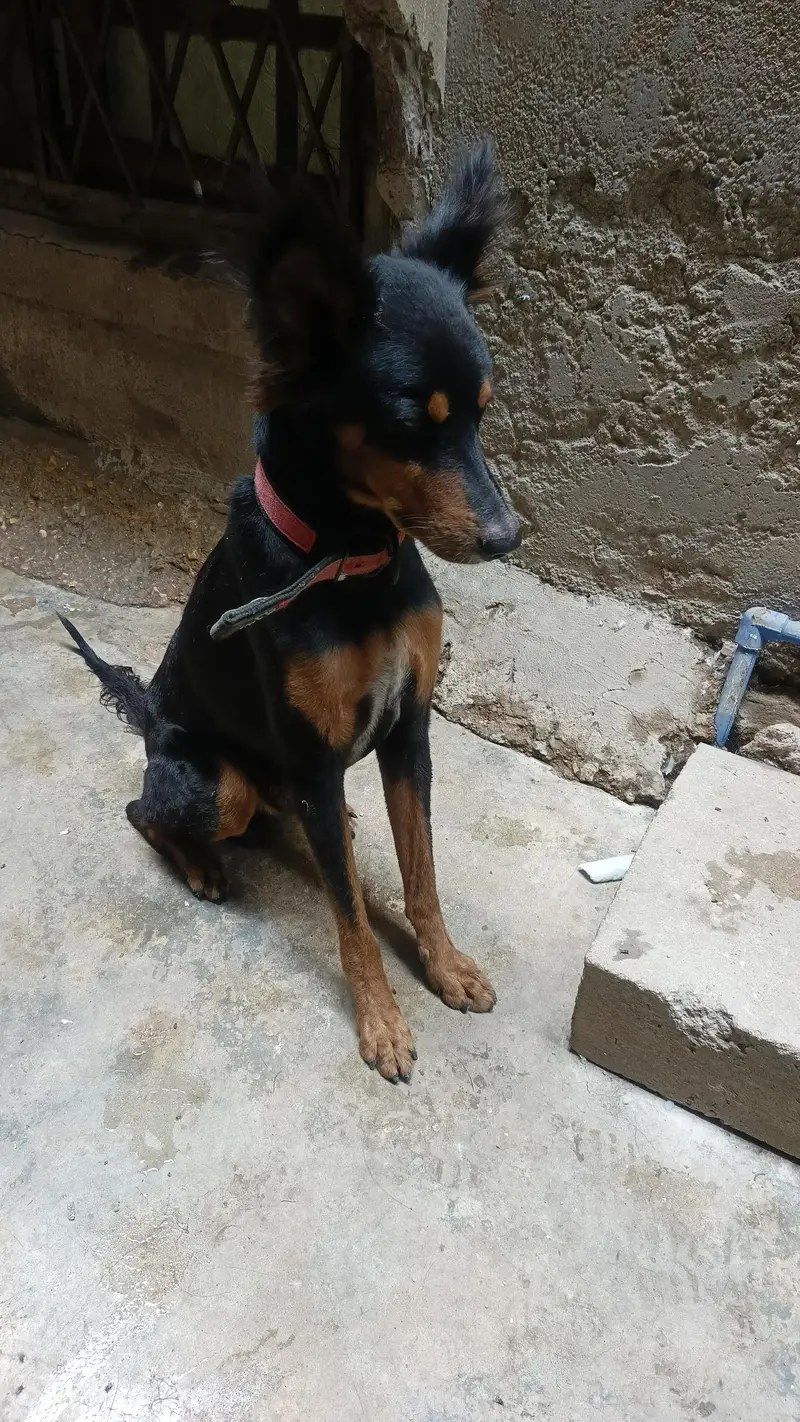 Doberman, cross — photo 3