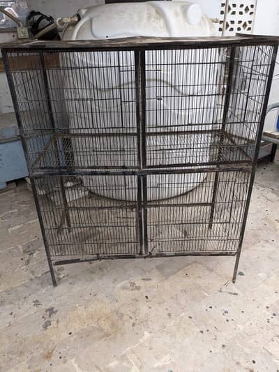 iron cage birds hens