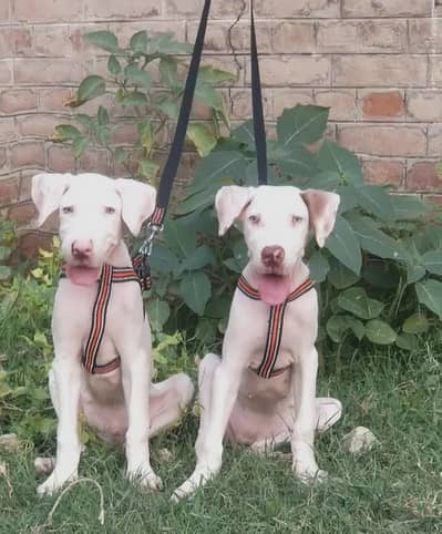 bully gultair 3 mahine for sale