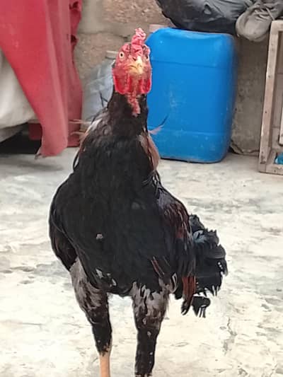 aseel murga for sell