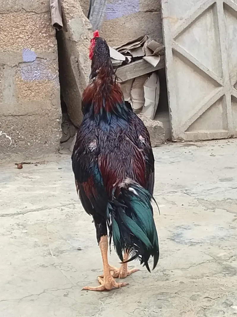 aseel murga for sell — photo 2
