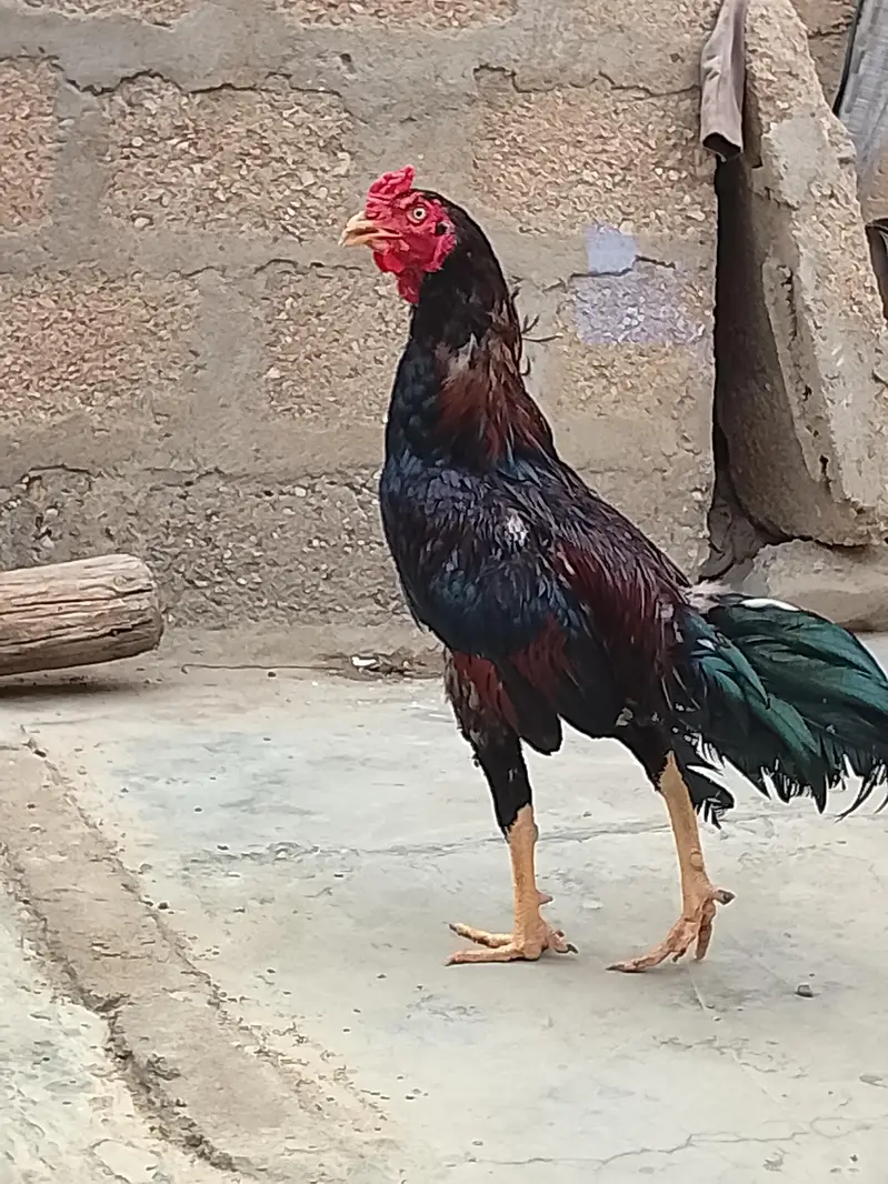 aseel murga for sell — photo 3