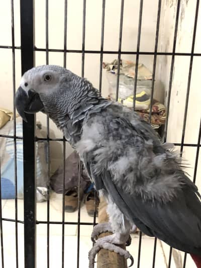 African Grey Parrot 3 years