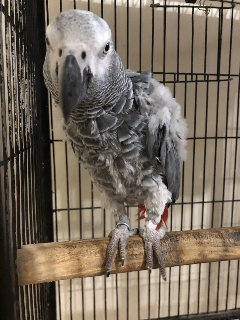 African Grey Parrot 3 years — photo 2