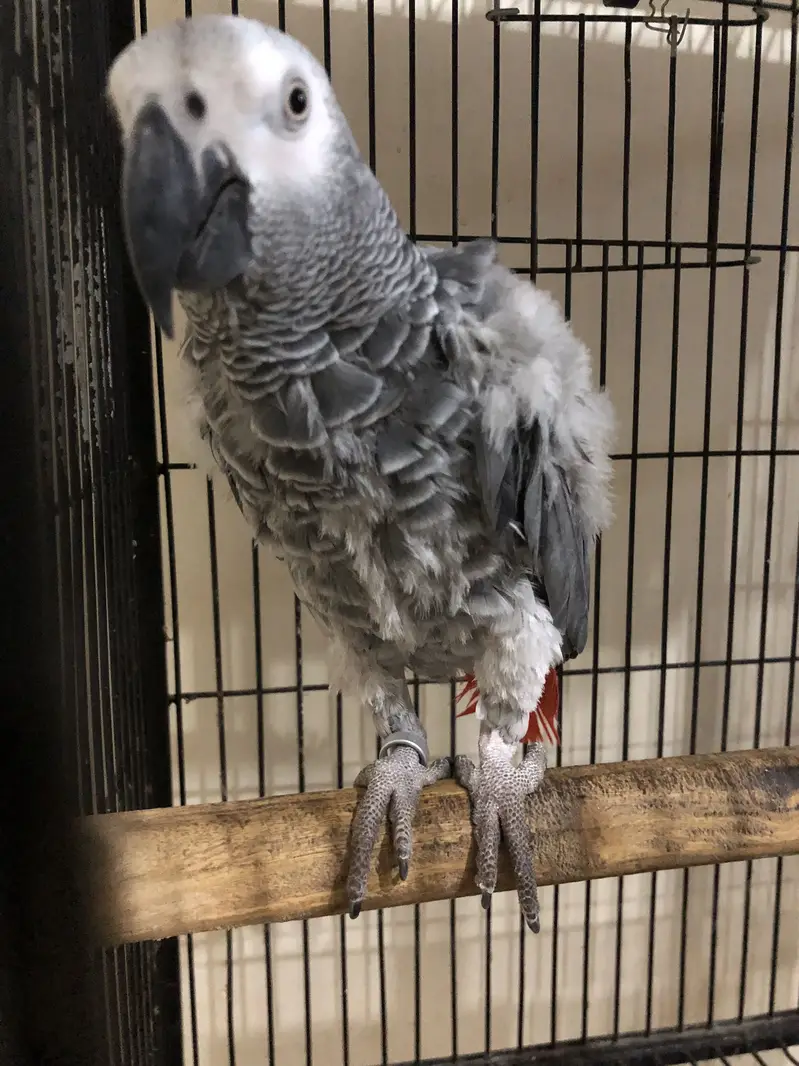 African Grey Parrot 3 years — photo 3