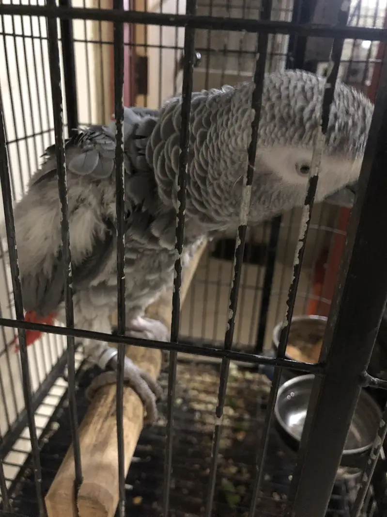African Grey Parrot 3 years — photo 4
