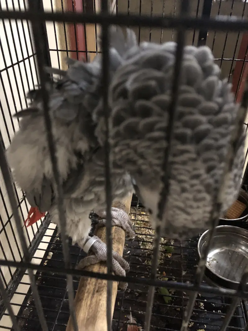 African Grey Parrot 3 years — photo 5