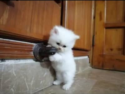 Persian kittens tetra coated top class quality
