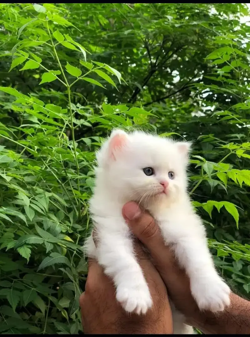 Persian kittens tetra coated top class quality — photo 2