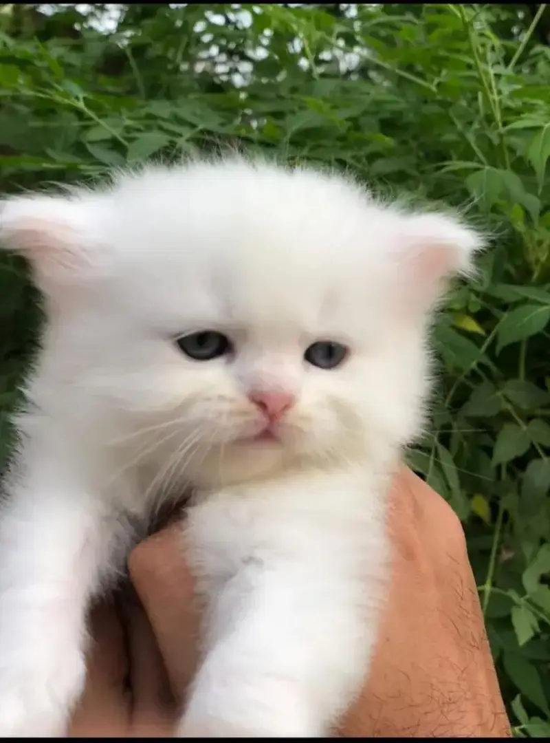Persian kittens tetra coated top class quality — photo 3