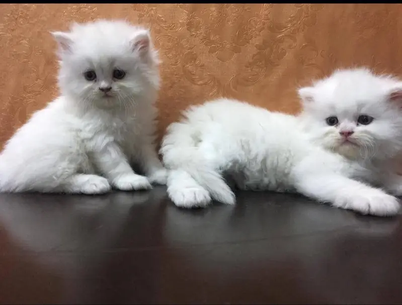 Persian kittens tetra coated top class quality — photo 4