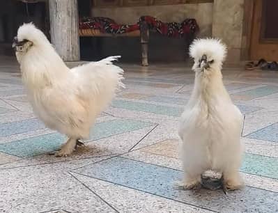 Silkie pair
