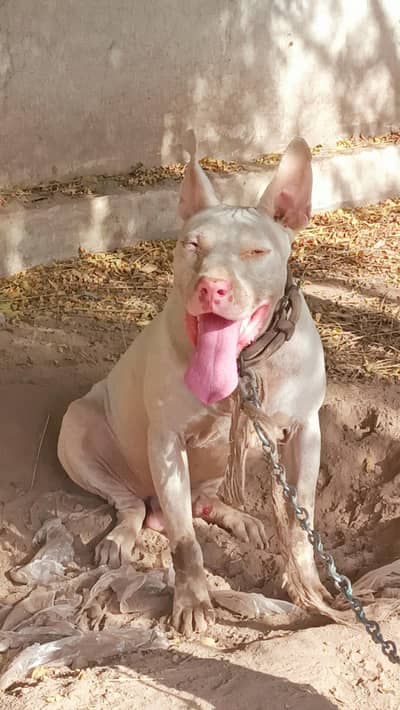 pink nose available male. young age