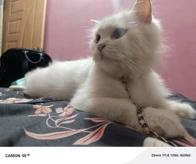 “Beautiful White Female Persian Cat for Sale”