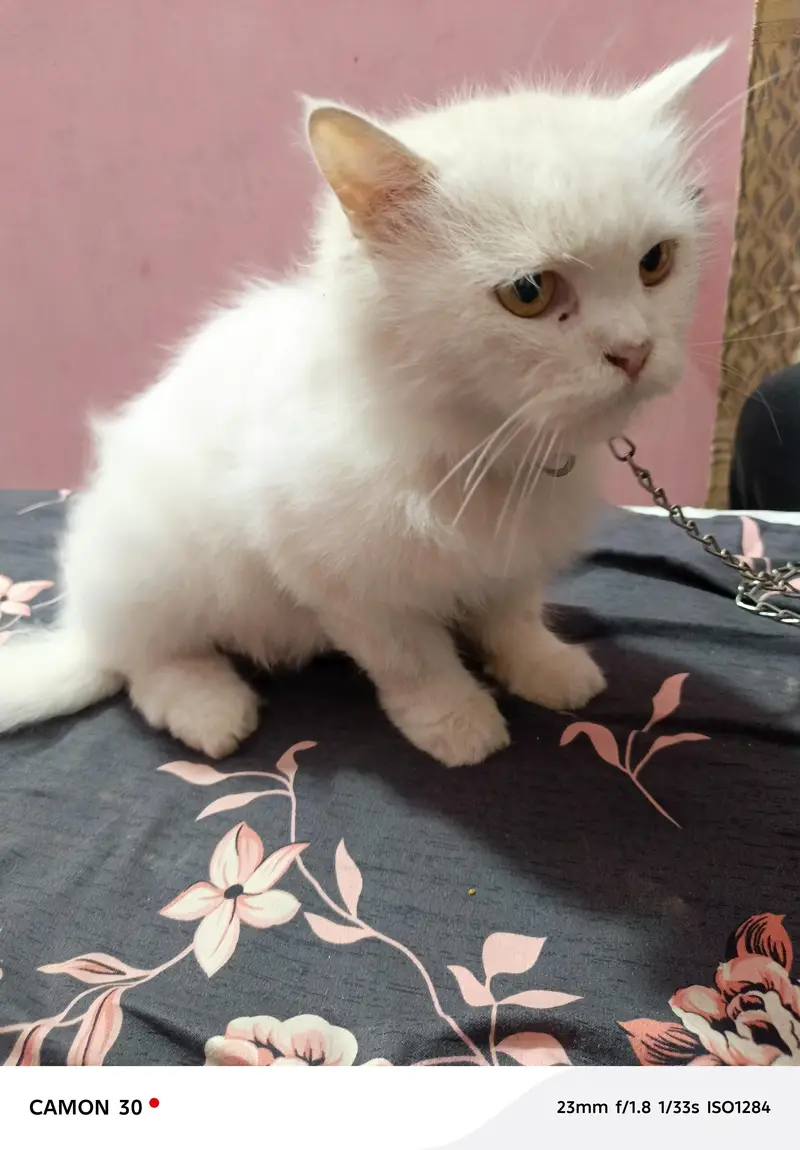 “Beautiful White Female Persian Cat for Sale” — photo 2