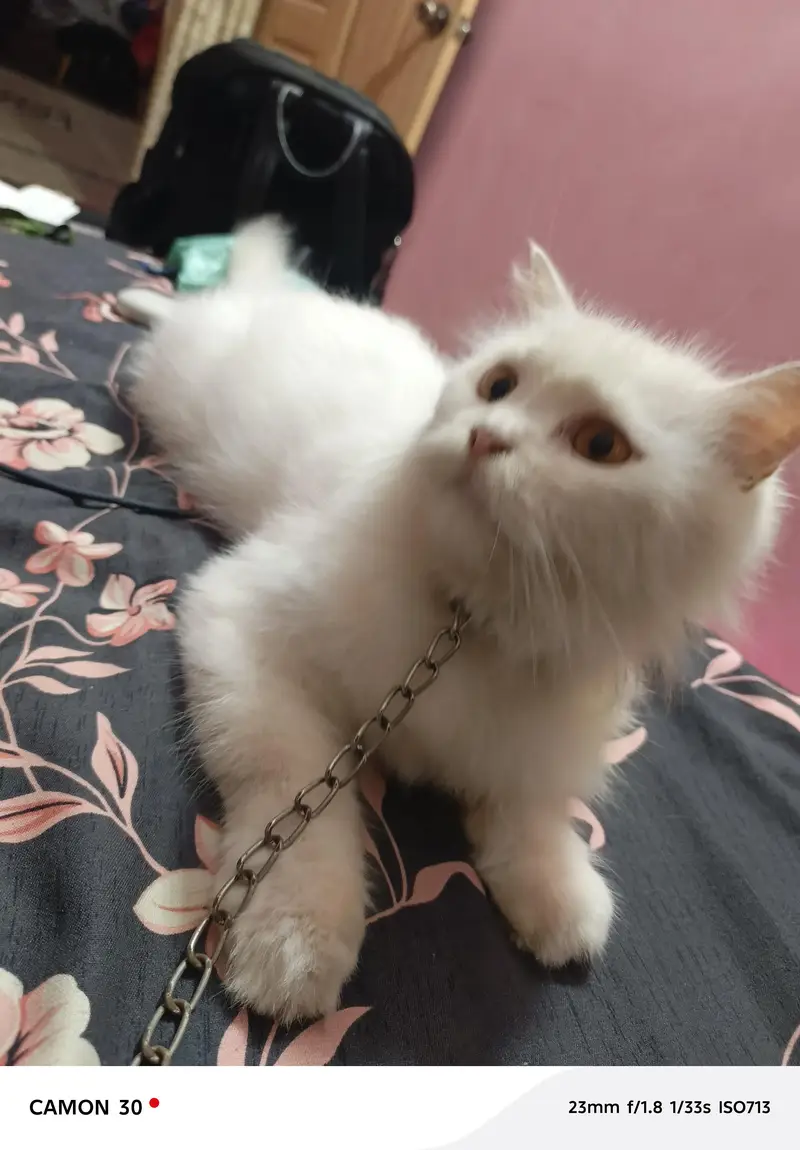 “Beautiful White Female Persian Cat for Sale” — photo 3