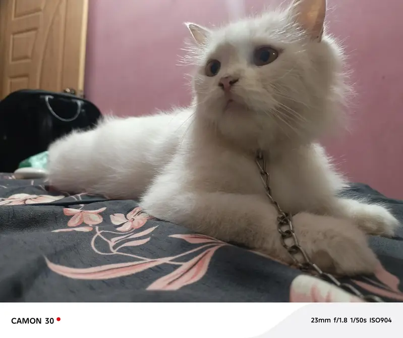“Beautiful White Female Persian Cat for Sale” — photo 4