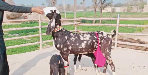2 bacchon wali bakri for sale call/03230718297