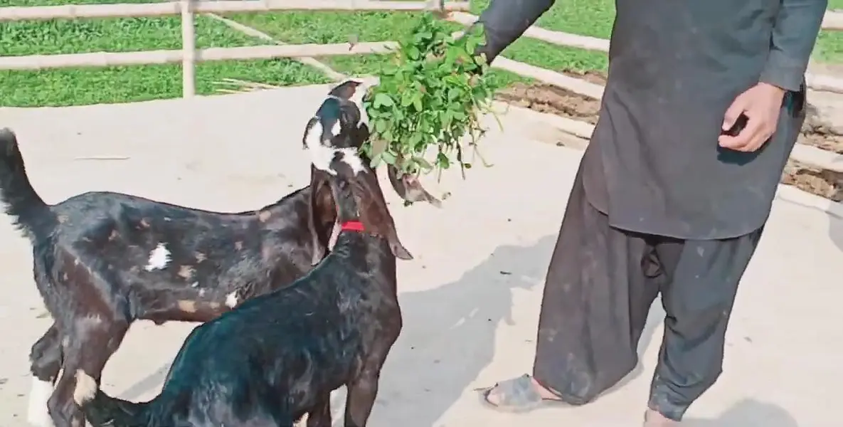 2 bacchon wali bakri for sale call/03230718297 — photo 2