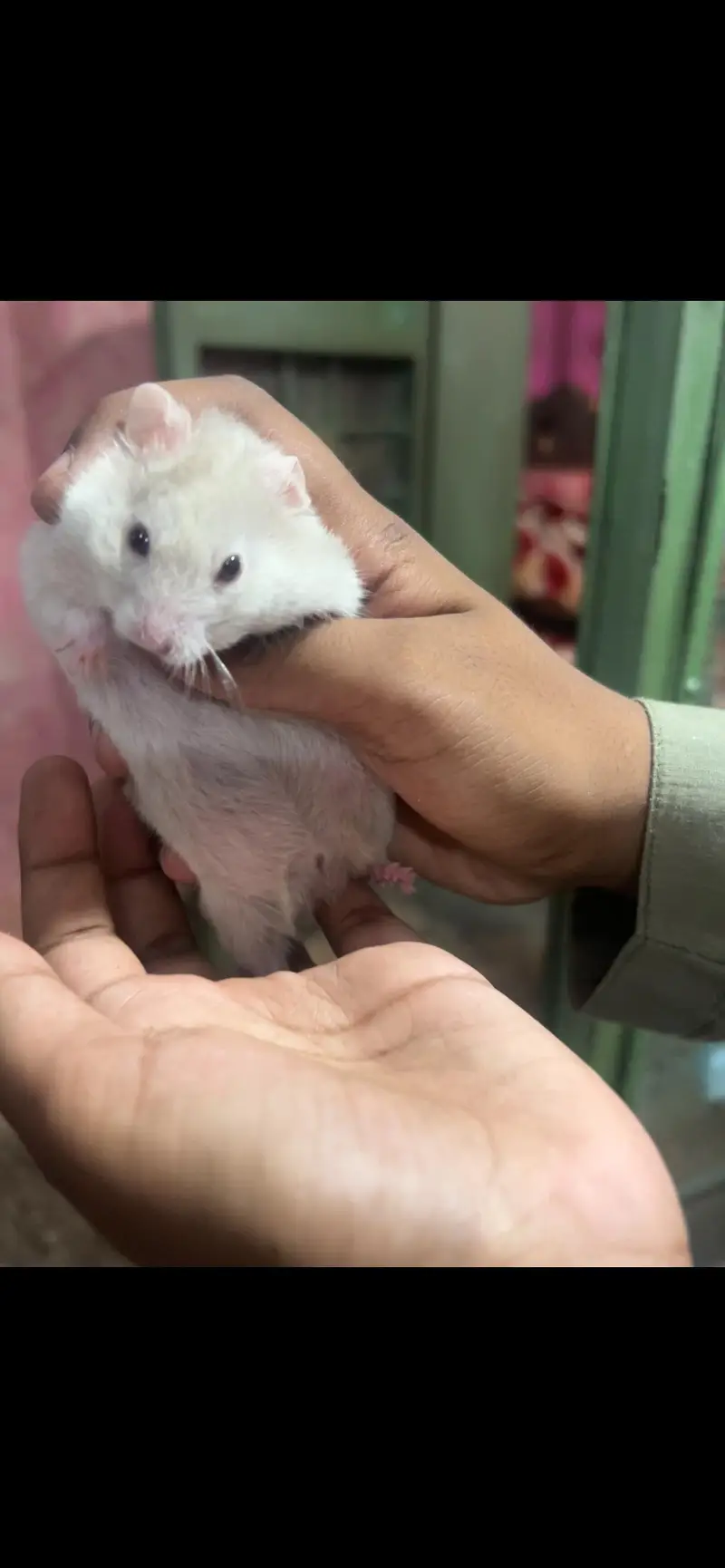 Syrian hamster