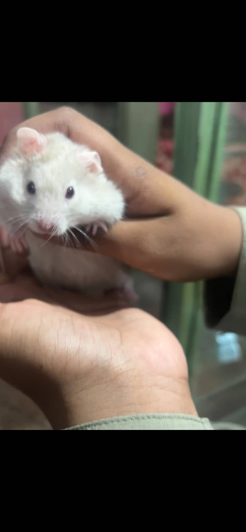 Syrian hamster 1