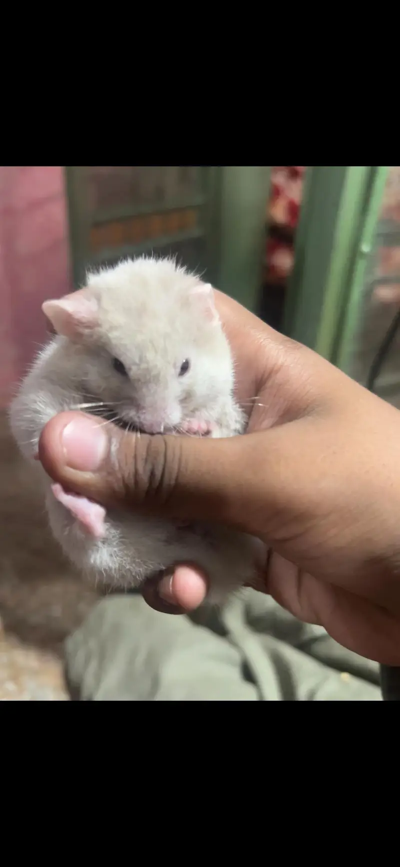 Syrian hamster — photo 3