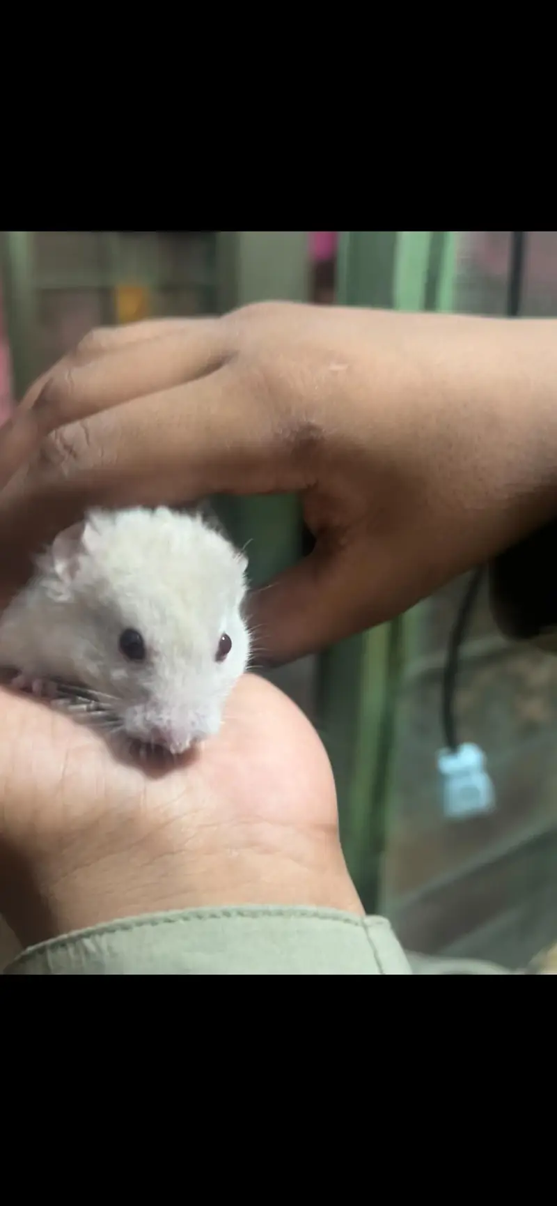 Syrian hamster — photo 4